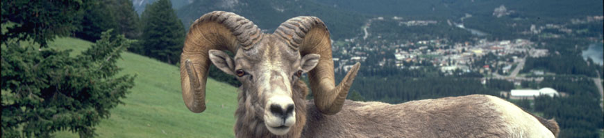 02_banff_fauna2.jpg